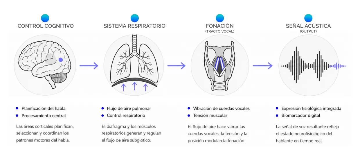 Cadena de producción de la voz en cuatro etapas: control cognitivo, sistema respiratorio, fonación en el tracto vocal y señal acústica de salida